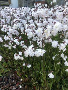 Lychnis flos-cuculi'Petit Henri'