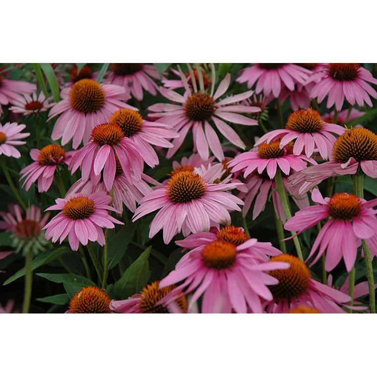 Echinacea purpurea'Magnus' 