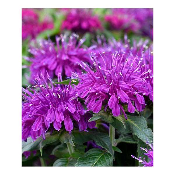 Monarda'Balmy Lilac'