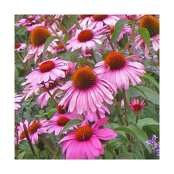 Echinacea purpurea'Magnus Superior'