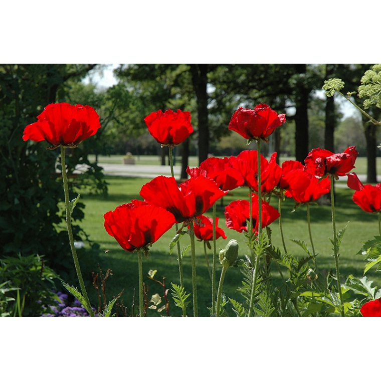 Papaver orientale'Beauty of Livermere'