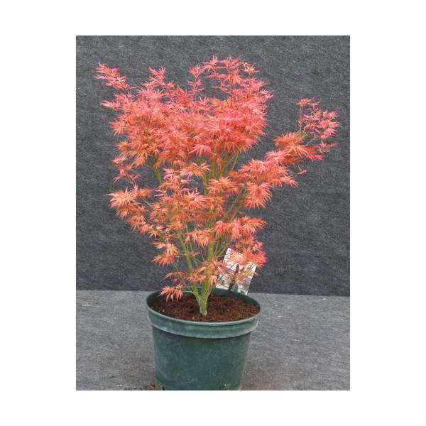 Acer palmatum'Wilson Pink Dwarf' 