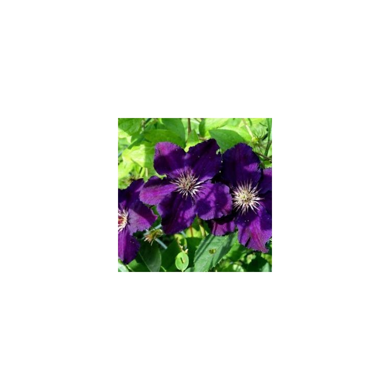 Clematis'Rasputin' 