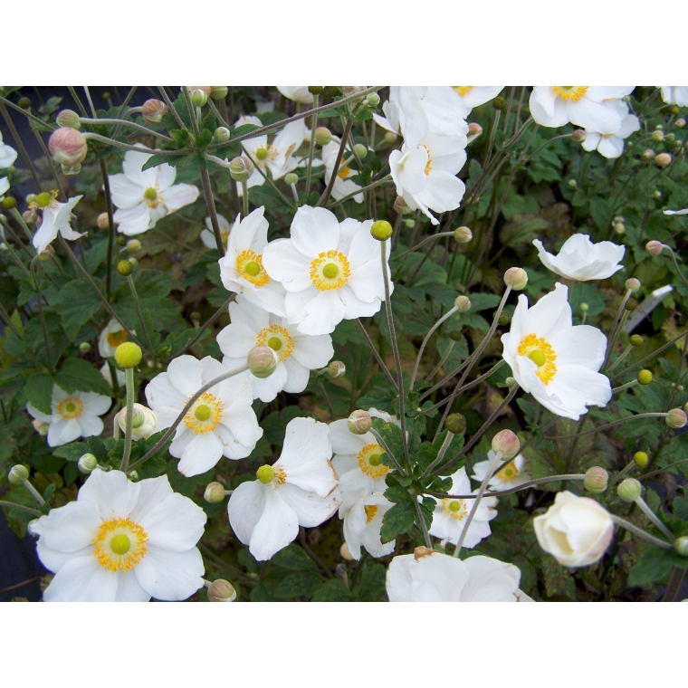 Anemone hybrida'Honorine Joubert' 