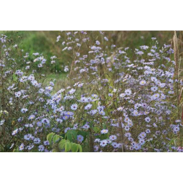 Aster turbinellus