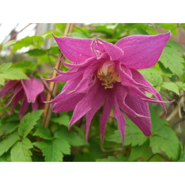 Clematis'Imke' 