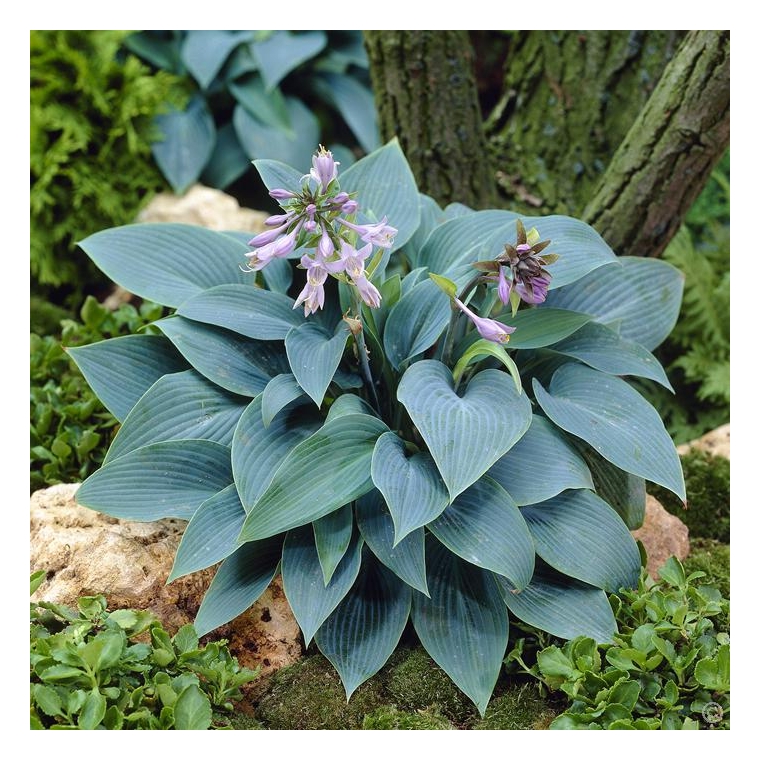 Hosta tardiana'Halycon' 