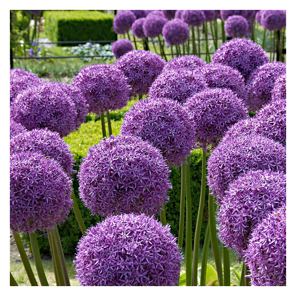 Allium'Globemaster'