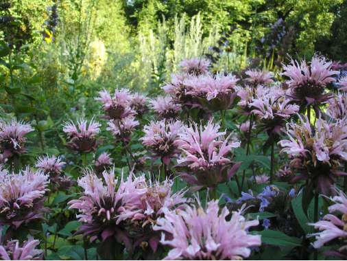 Monarda'Ou'Charm'