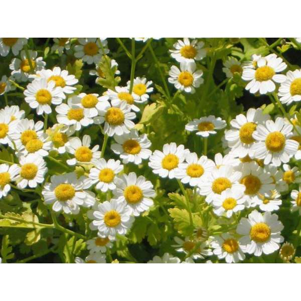 Tanacetum parthenium