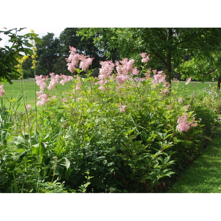 Filipendula rubra'Venusta'