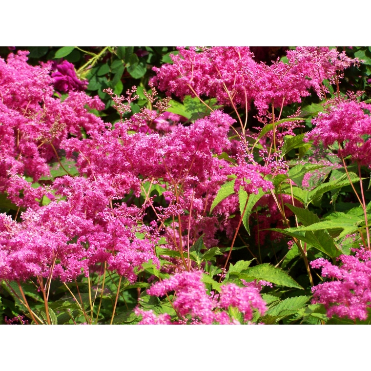 Filipendula purpurea'Elegans'