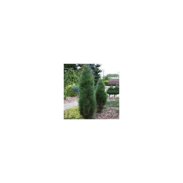 Pinus nigra'Green tower' 