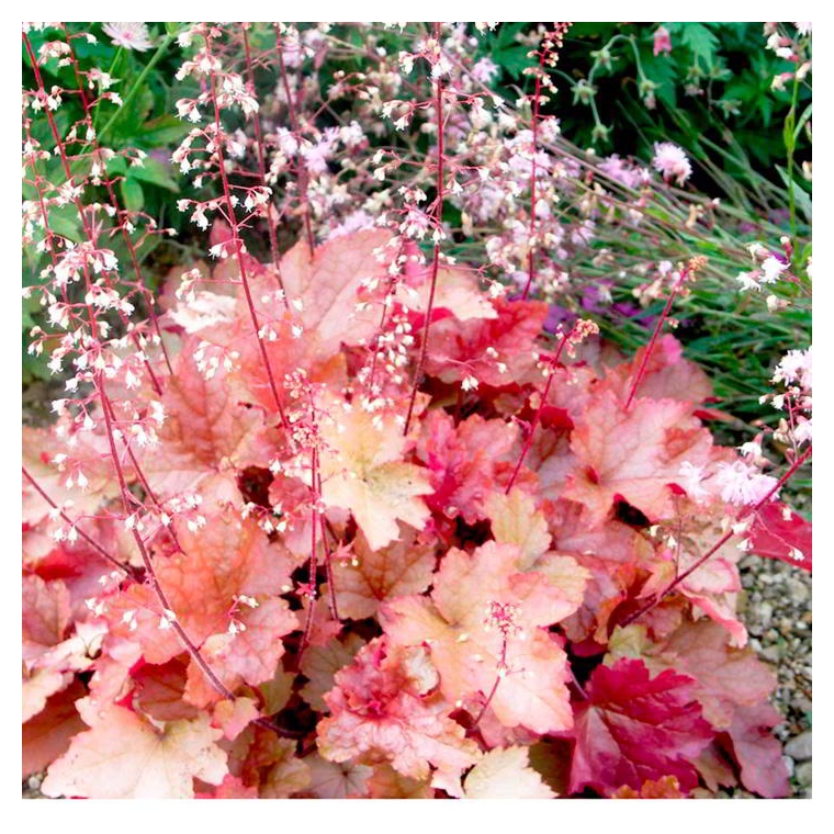 Heuchera'Peneloppe'