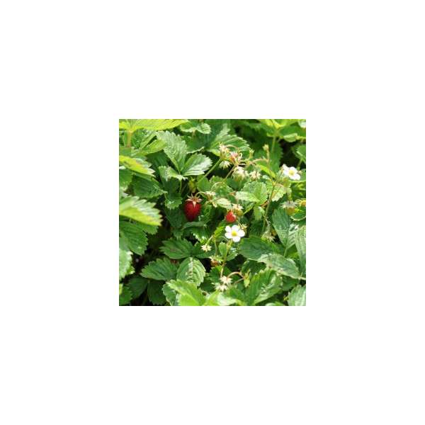 Fragaria vesca'Improved Rugen'