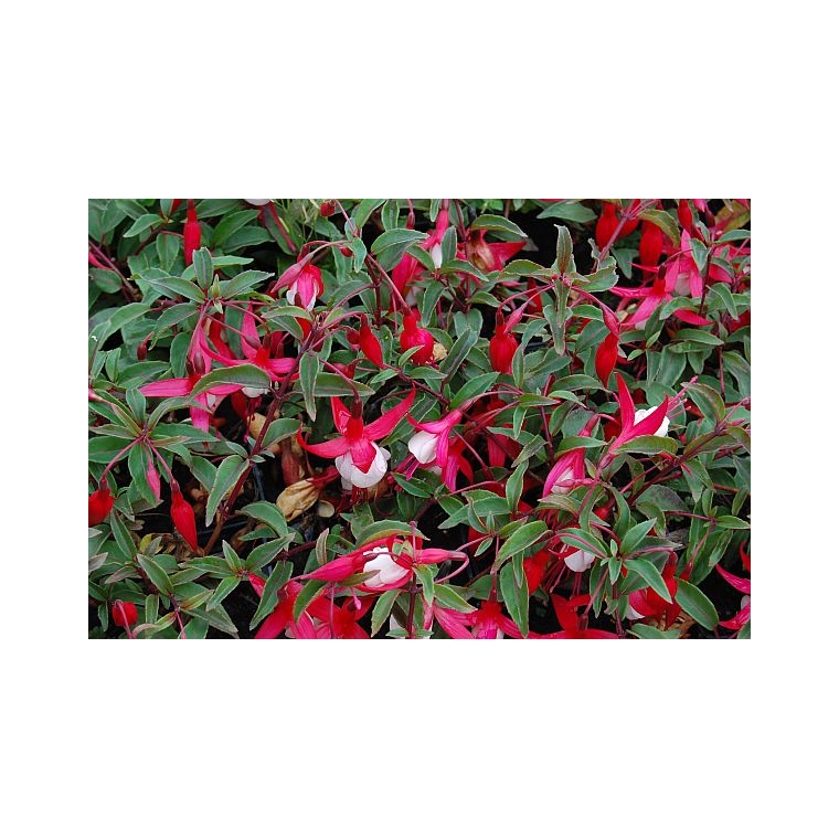 Fuchsia magellanica'Madame Cornelissen' 