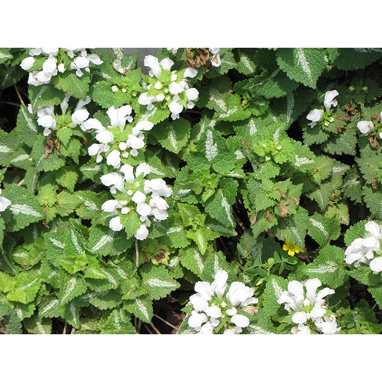 Lamium maculatum'Album'