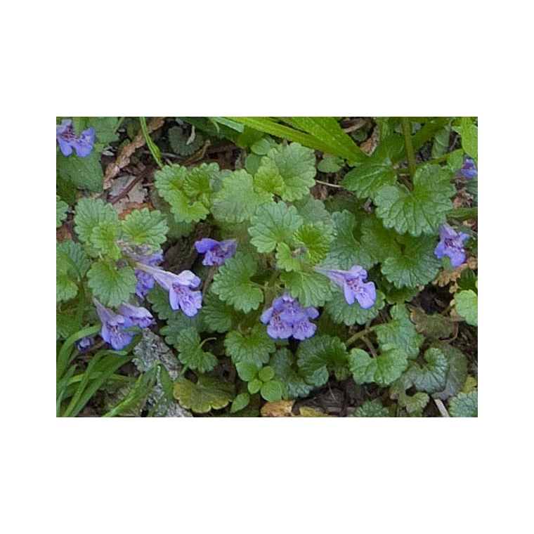 Glechoma hederacea