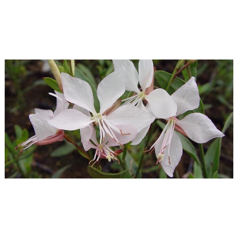 Gaura lindheimeri'Short Form'