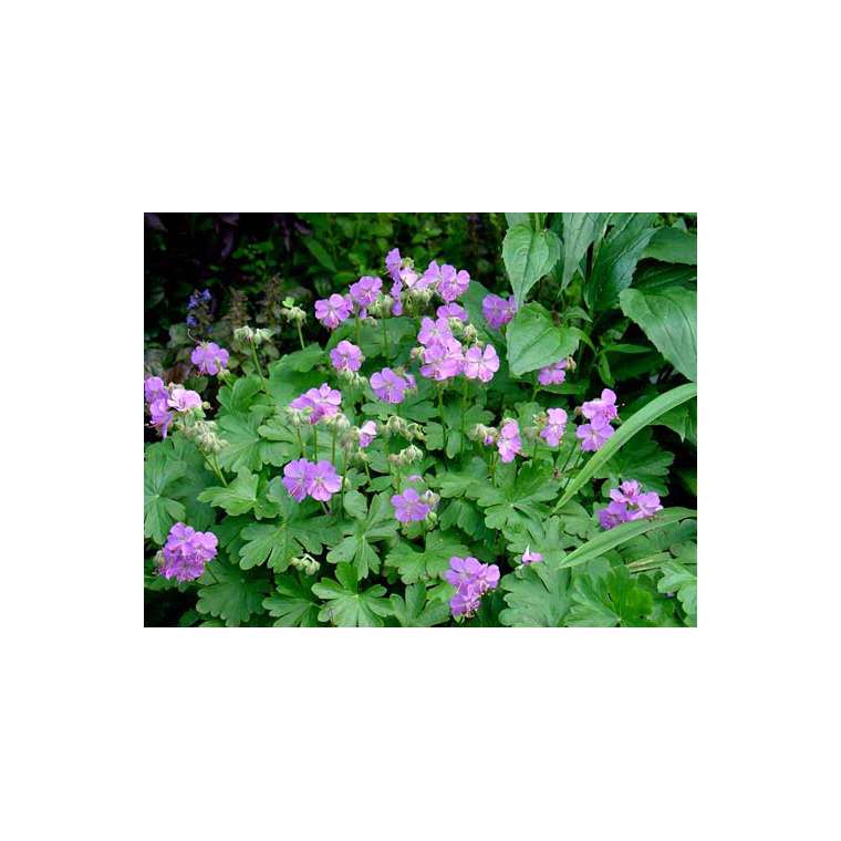 Geranium cantabrigiense'Cambridge' 