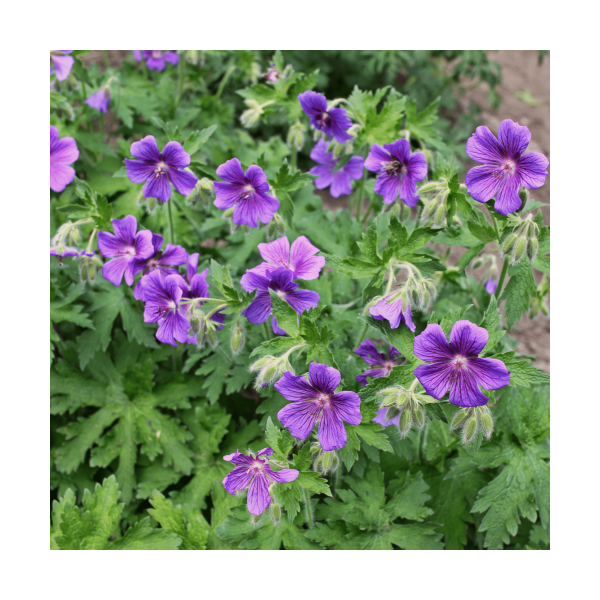 Geranium ibericum