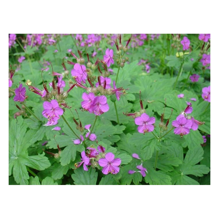 Geranium macrorrhizum 