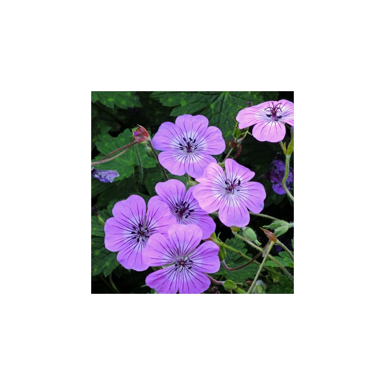 Geranium'Pink Penny'