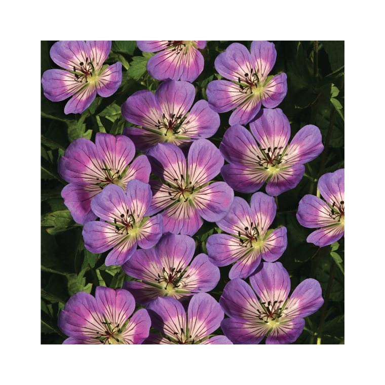 Geranium'Sweet Heidy'