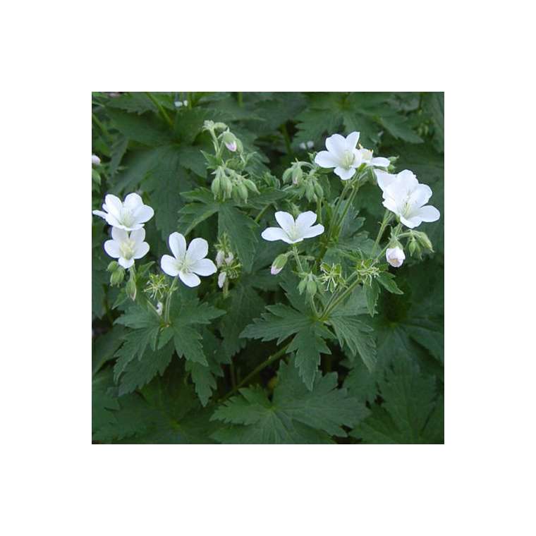 Geranium sylvaticum'Album'