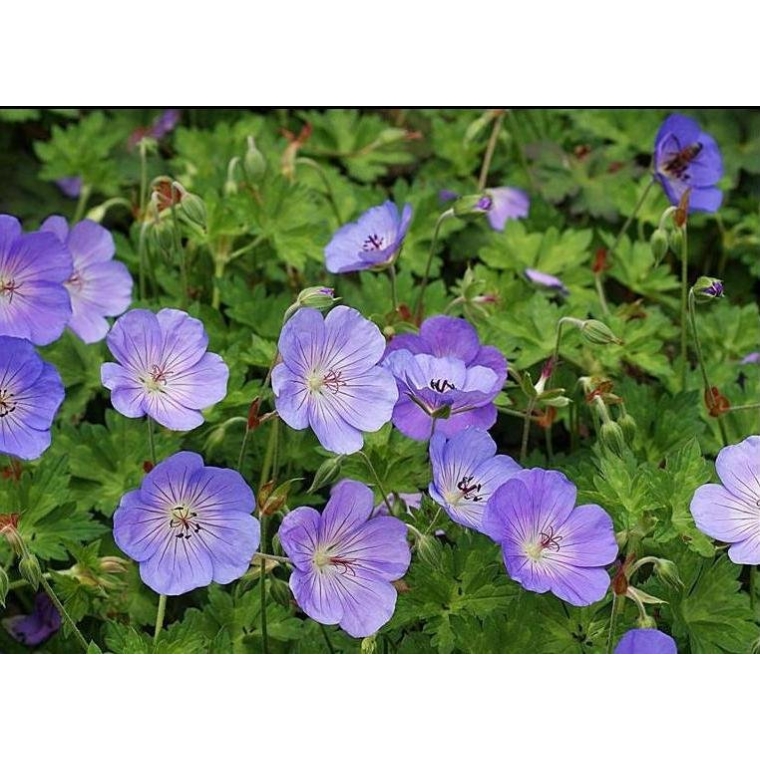 Geranium'Azure Rush'