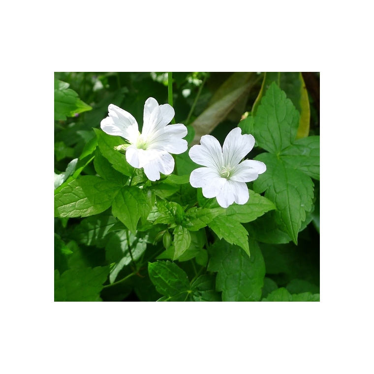 Geranium nodosum'Silverwood'