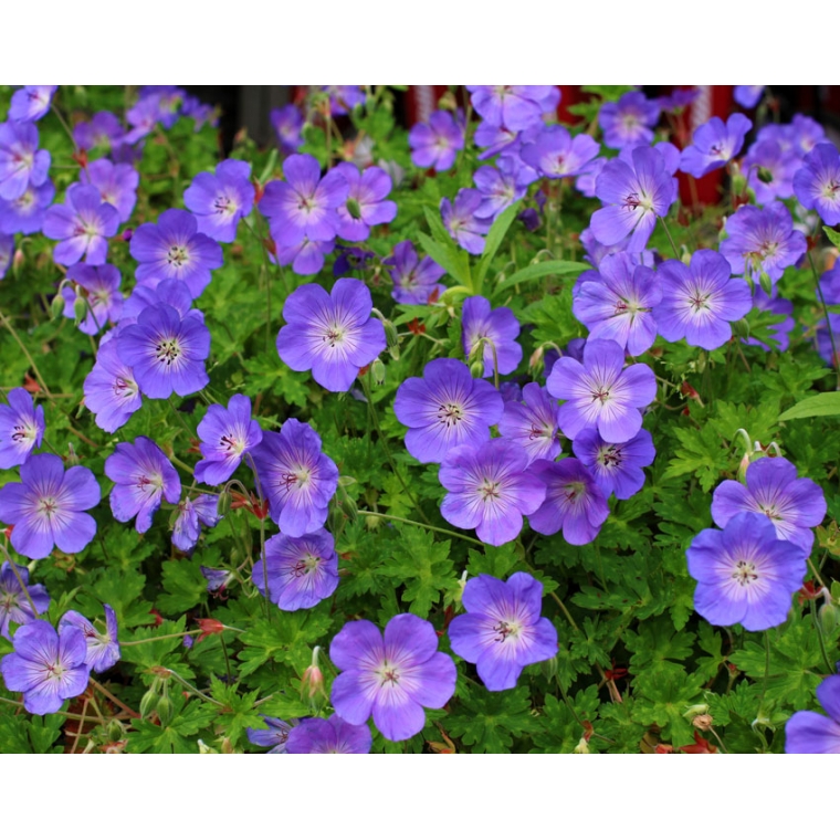 Geranium'Rozanne'