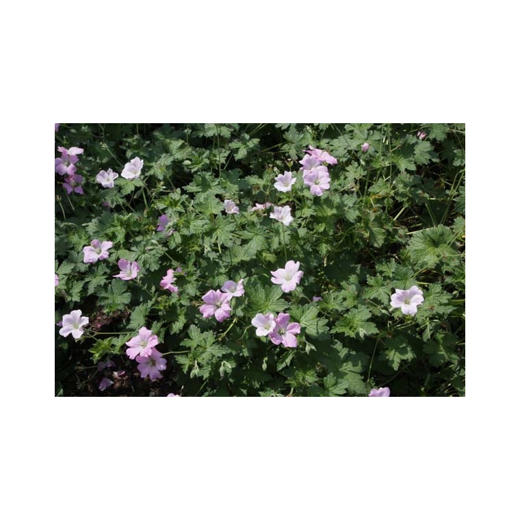 Geranium 'Dreamland'