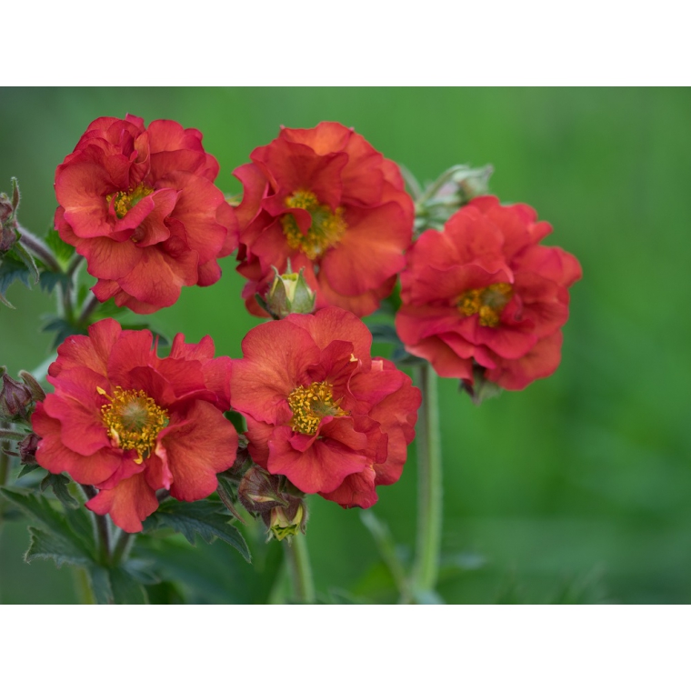 Geum'Scarlet Tempest'