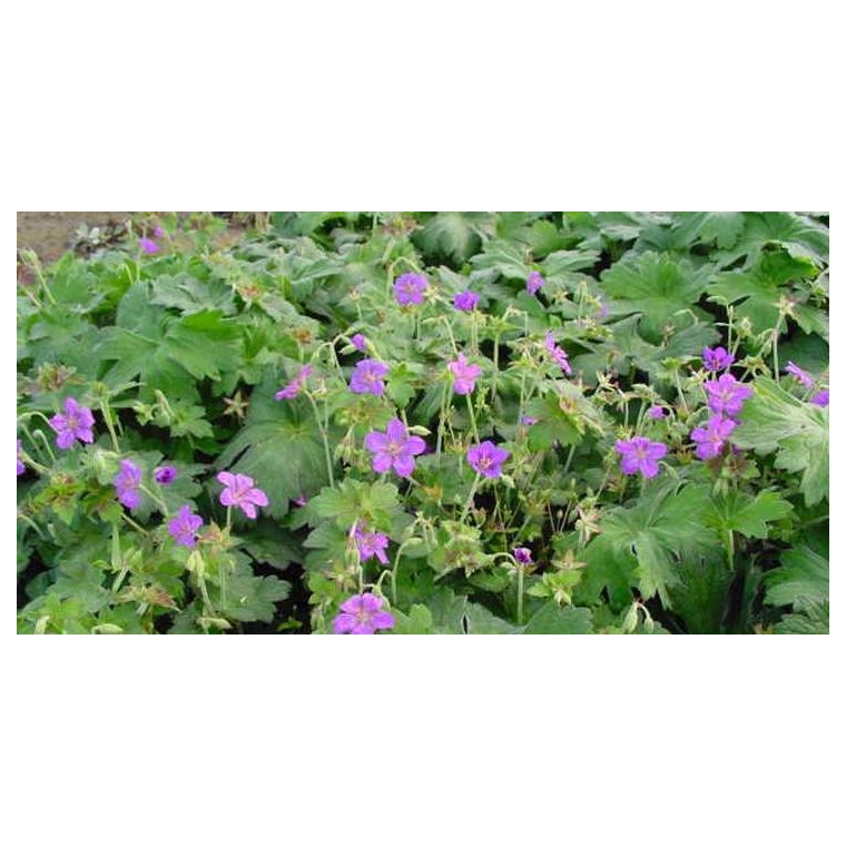 Geranium wlassovianum