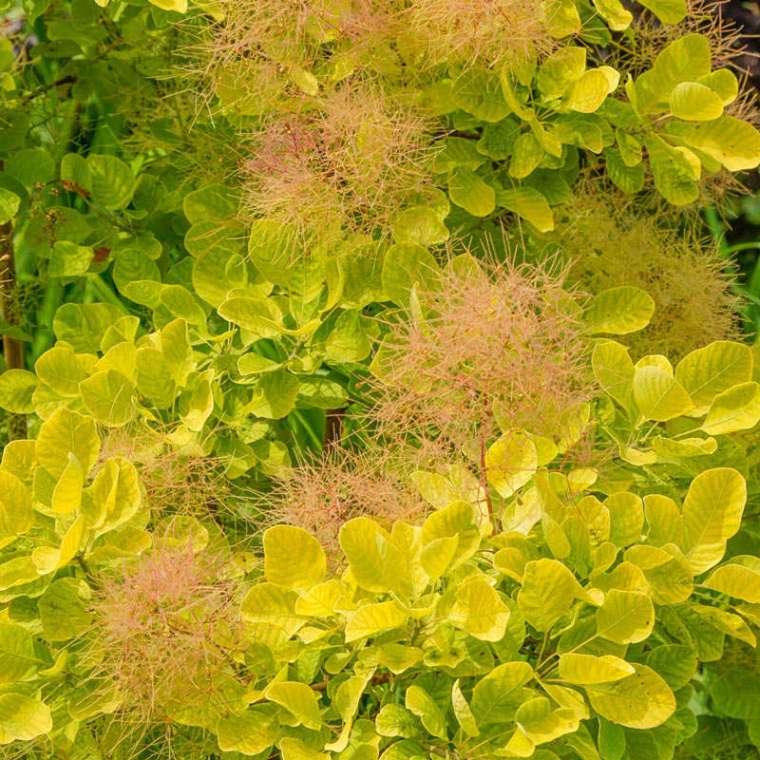 Cotinus coggygria'Golden Sprit' 