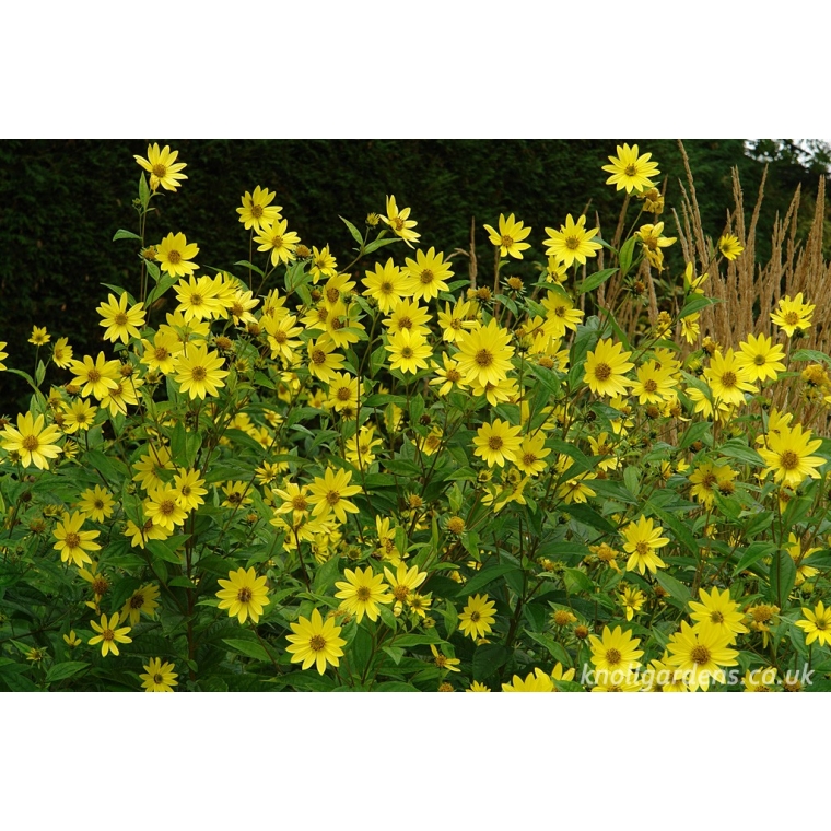 Helianthus'Lemon Queen'