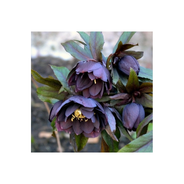 Helleborus orientalis'Double Ellen Purple'