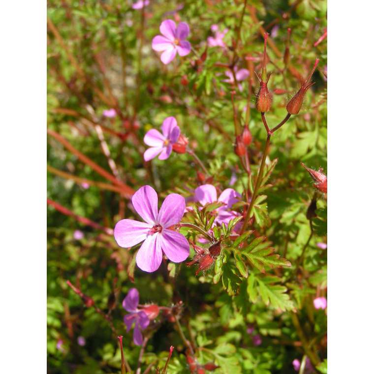 Geranium robertianum