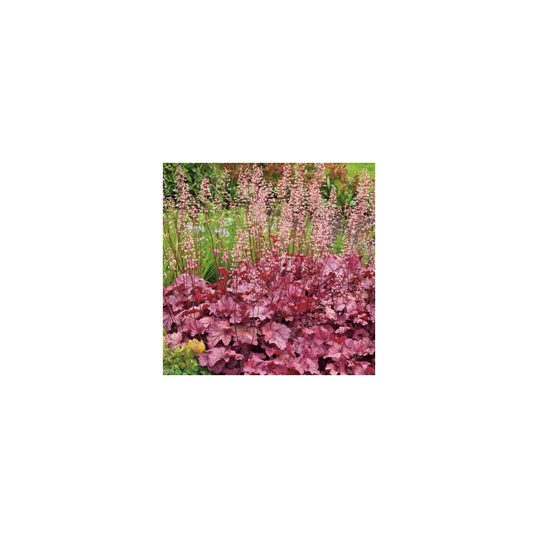 Heuchera'Berry Smoothy'