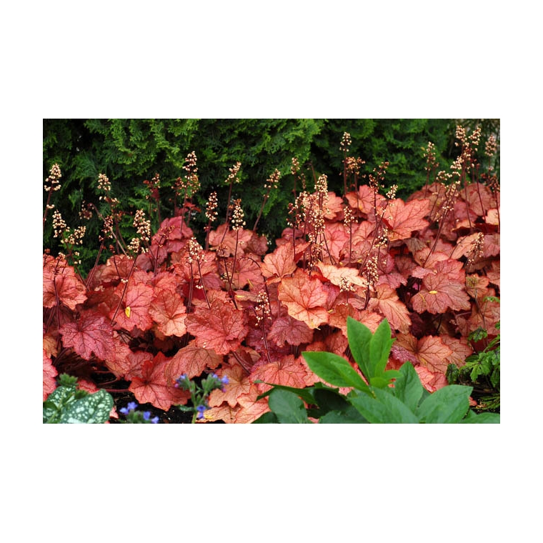 Heuchera'Georgia Peach'