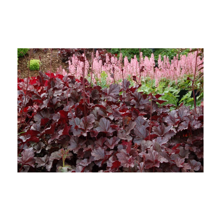 Heuchera'Obsidian'