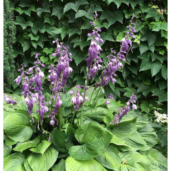 Hosta ventricosa