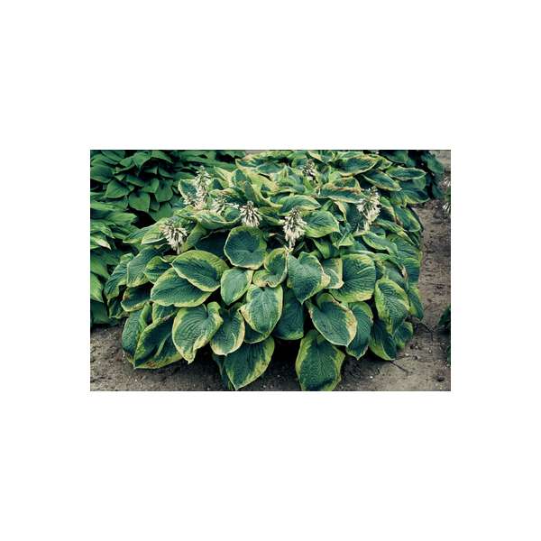 Hosta sieboldiana'Francis Williams' 