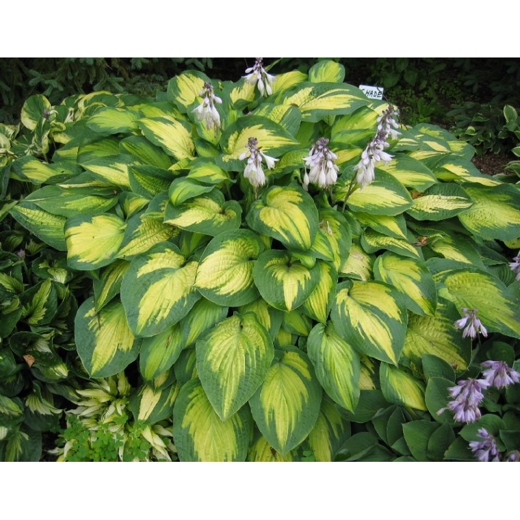 Hosta'Paul's Glory' 