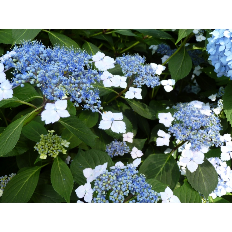 Hydrangea serrata'Blue Bird' 