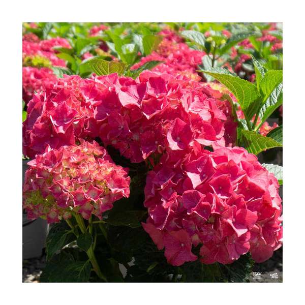 Hydrangea macrophylla'Forever and Ever Red' 