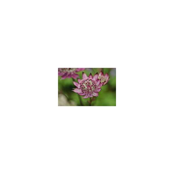 Astrantia major'Burgundy Manor'