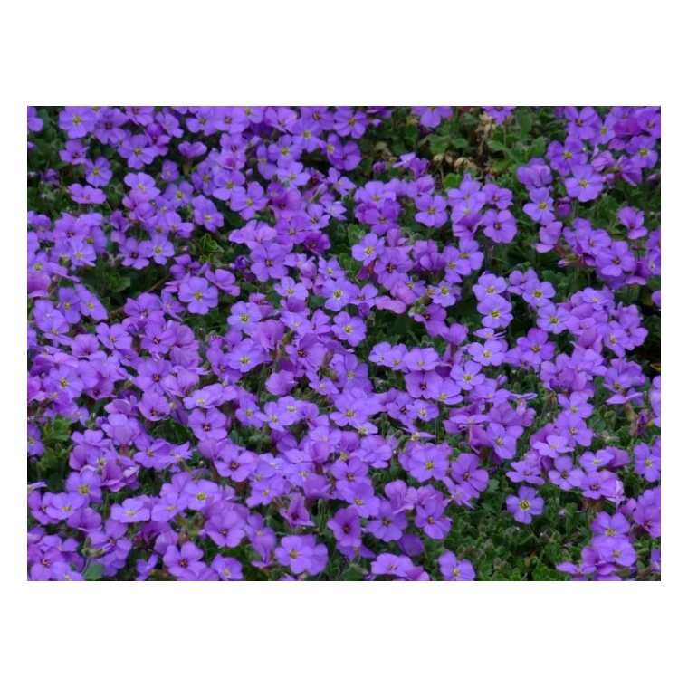 Aubrieta'Blaumeise'