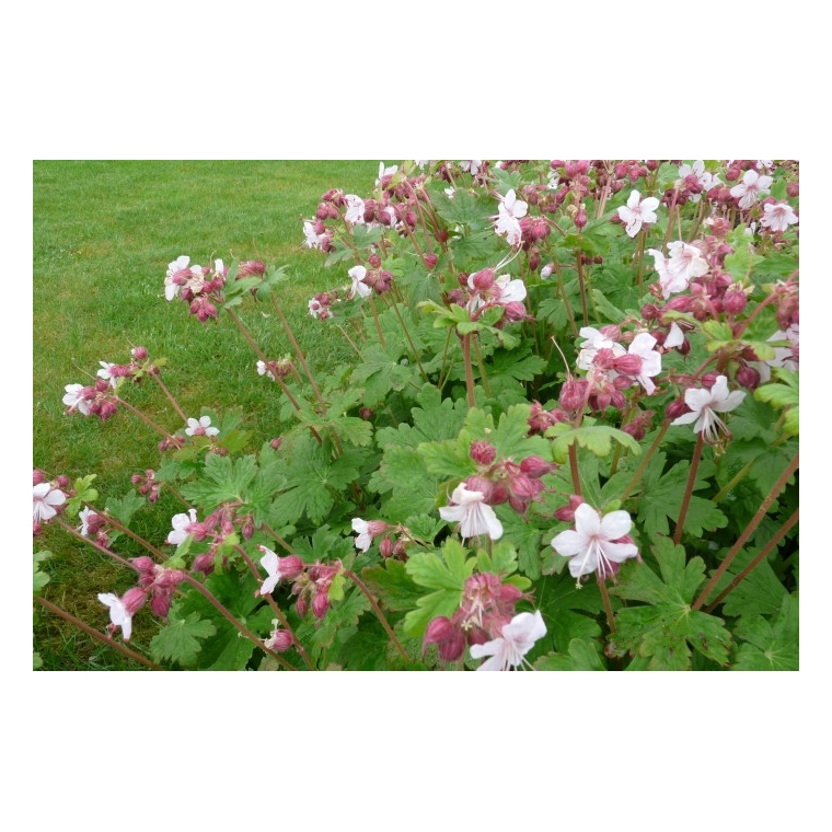 Geranium macrorrhizum'Spessart' 